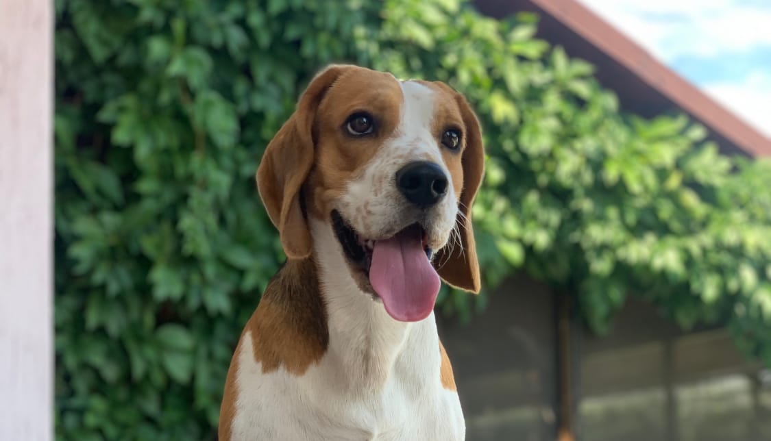 Mărgeluța din Cristal Portret My Dog lănțișor argint 925 foto